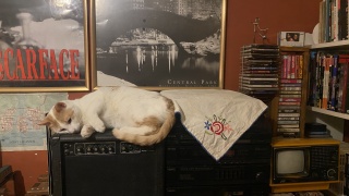 My Cat Sleep Above Of My Hi Fi