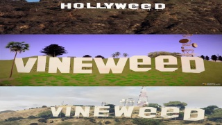 Vineweed vs Hollyweed