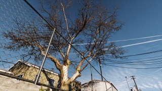 Leafless Tree